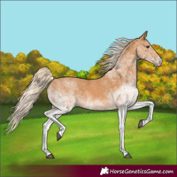 Horse Color:White Spotted Chestnut 