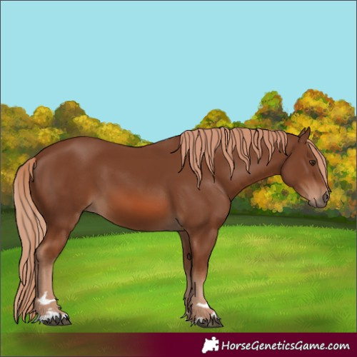 Horse Color:Chestnut 