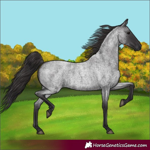 Horse Color:Smoky Blue Roan 
