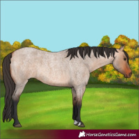 Horse Color:Bay Roan Dun 