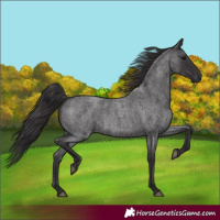 Horse Color:Smoky Blue Roan 