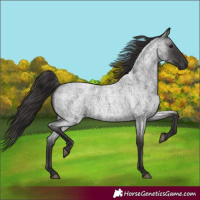 Horse Color:Smoky Blue Roan 