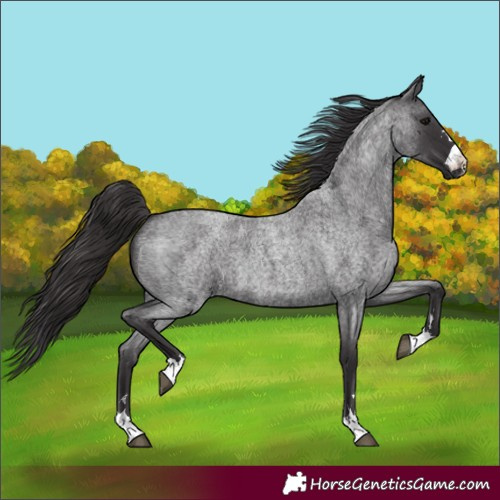 Horse Color:Smoky Blue Roan 