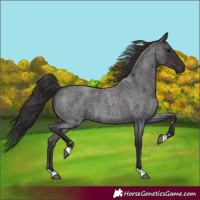 Horse Color:Smoky Blue Roan