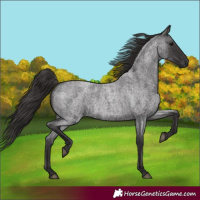 Horse Color:Smoky Blue Roan 