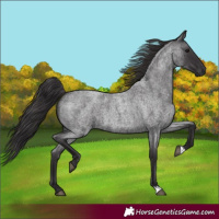 Horse Color:Smoky Blue Roan 