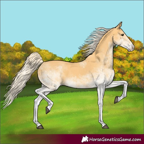 Horse Color:White Spotted Palomino 