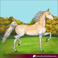 Horse Color:White Spotted Palomino 