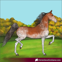 Horse Color:White Spotted Bay 