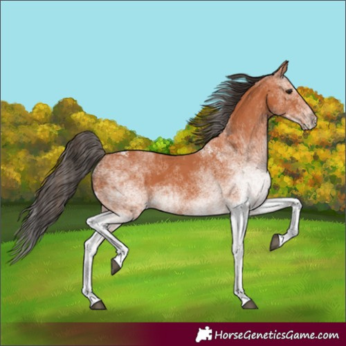 Horse Color:White Spotted Bay 