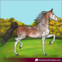 Horse Color:White Spotted Bay 