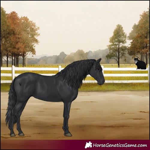 Horse Color:Black 