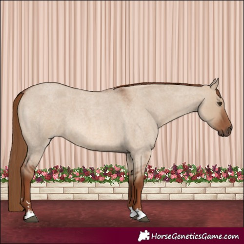 Horse Color:Red Dun Roan 
