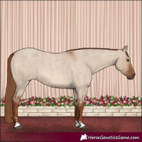 Horse Color:Red Dun Roan 