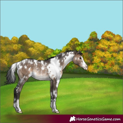 Horse Color:White Spotted Brown Dun Rabicano 
