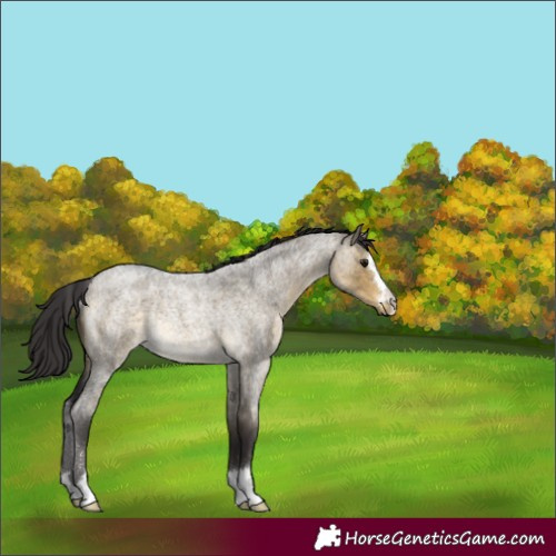 Horse Color:Buckskin Roan Dun Rabicano 