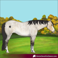 Horse Color:Buckskin Roan Dun Rabicano 