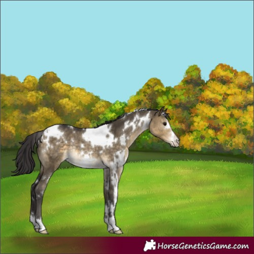 Horse Color:White Spotted Buckskin Dun Rabicano 