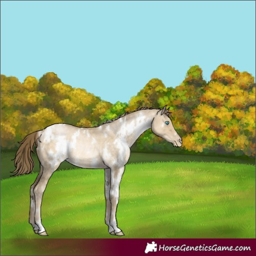 Horse Color:White Spotted Buckskin Pearl Dun Rabicano 