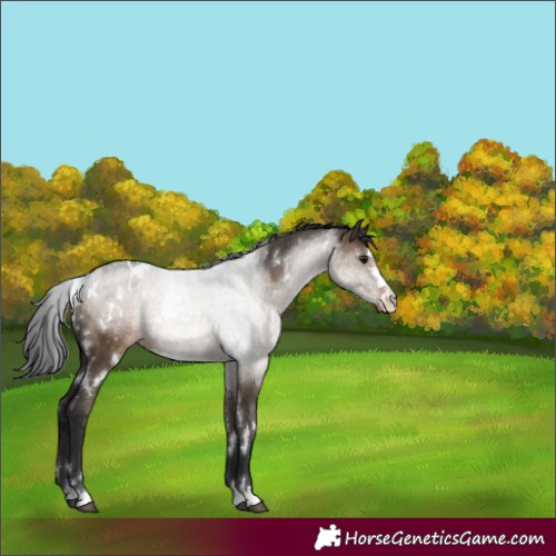 Horse Color:White Spotted Brown Dun Rabicano 