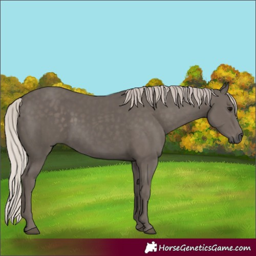Horse Color:Silver Black 
