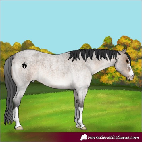 Horse Color:Brown Roan Dun Rabicano 