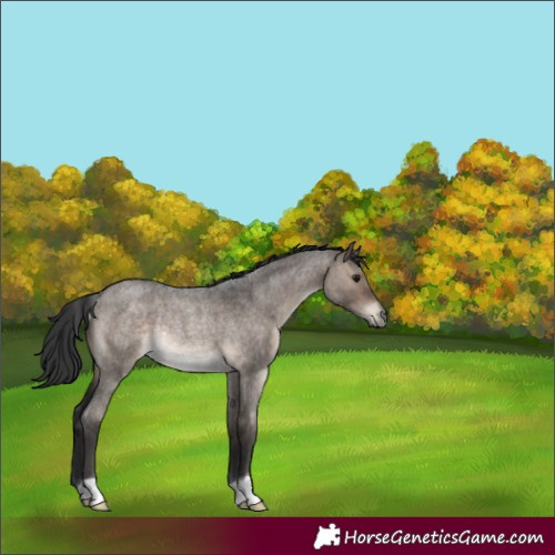 Horse Color:Brown Roan Dun Rabicano 