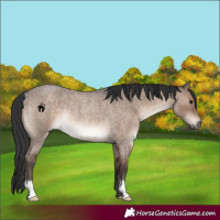 Horse Color:Brown Roan Dun Rabicano