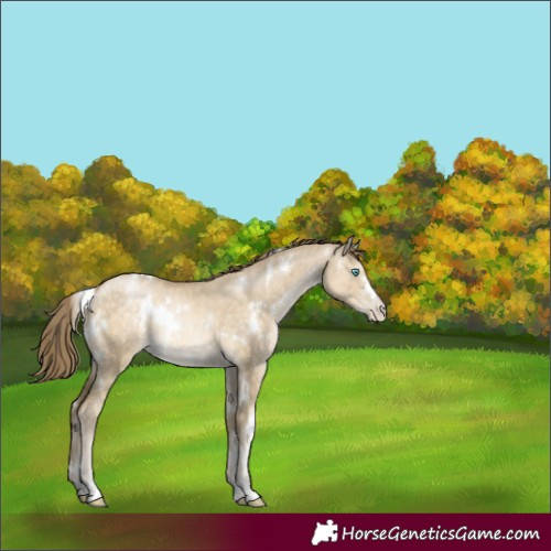 Horse Color:White Spotted Buckskin Pearl Dun Rabicano 
