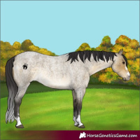 Horse Color:Buckskin Roan Dun Rabicano