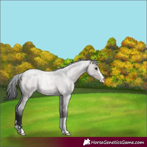 Horse Color:Brown Roan Dun Rabicano 