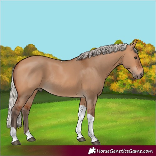 Horse Color:Silver Bay Dun Tobiano Rabicano 