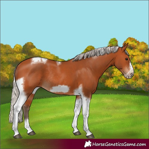 Horse Color:Silver Bay Tobiano Frame Rabicano