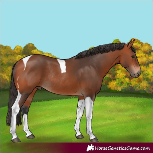 Horse Color:Bay Tobiano Rabicano 