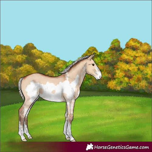 Horse Color:Silver Bay Dun Sabino Frame Rabicano 