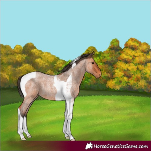 Horse Color:Bay Roan Tobiano Rabicano 