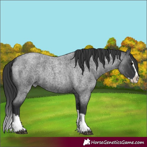 Horse Color:Blue Roan Splash 