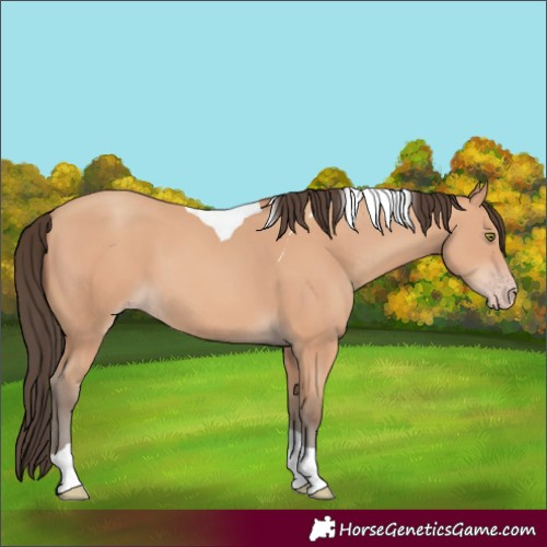 Horse Color:Amber Champagne Tobiano 