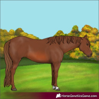Horse Color:Chestnut 