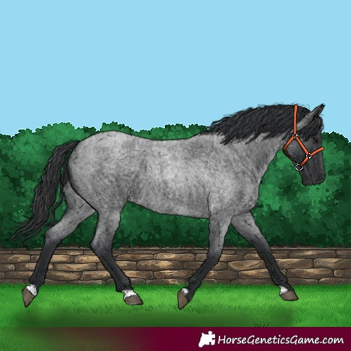 Horse Color:Blue Roan 