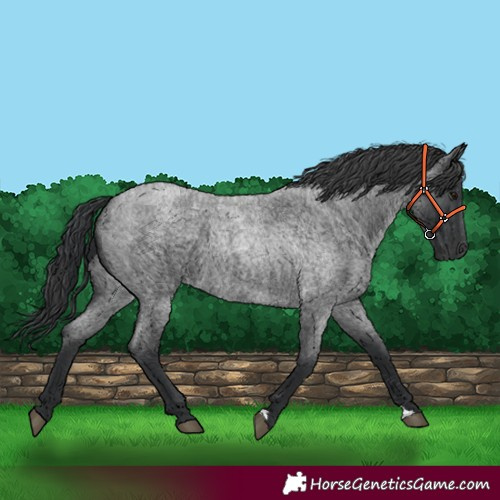 Horse Color:Blue Roan 