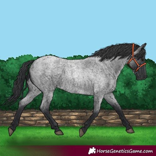 Horse Color:Blue Roan 