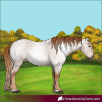 Horse Color:Gray Red Roan