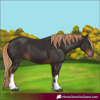 Horse Color:White Spotted Liver Chestnut 