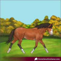 Horse Color:Bay 