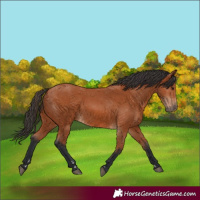 Horse Color:Bay 