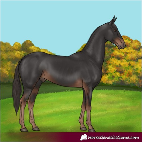 Horse Color:White Spotted Liver Chestnut 