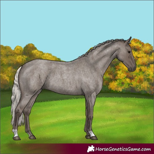 Horse Color:Silver Blue Roan 