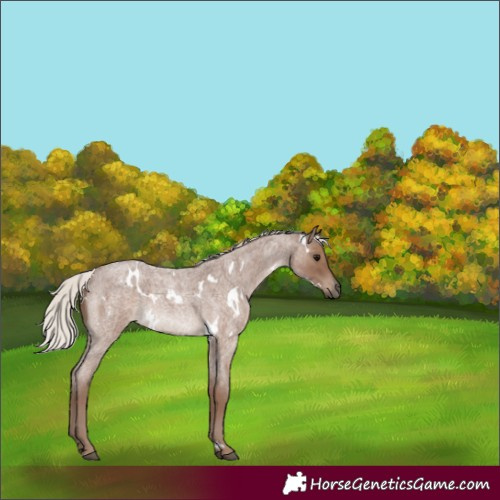 Horse Color:White Spotted Silver Blue Roan 