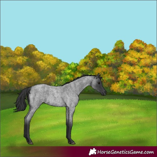 Horse Color:Blue Roan 